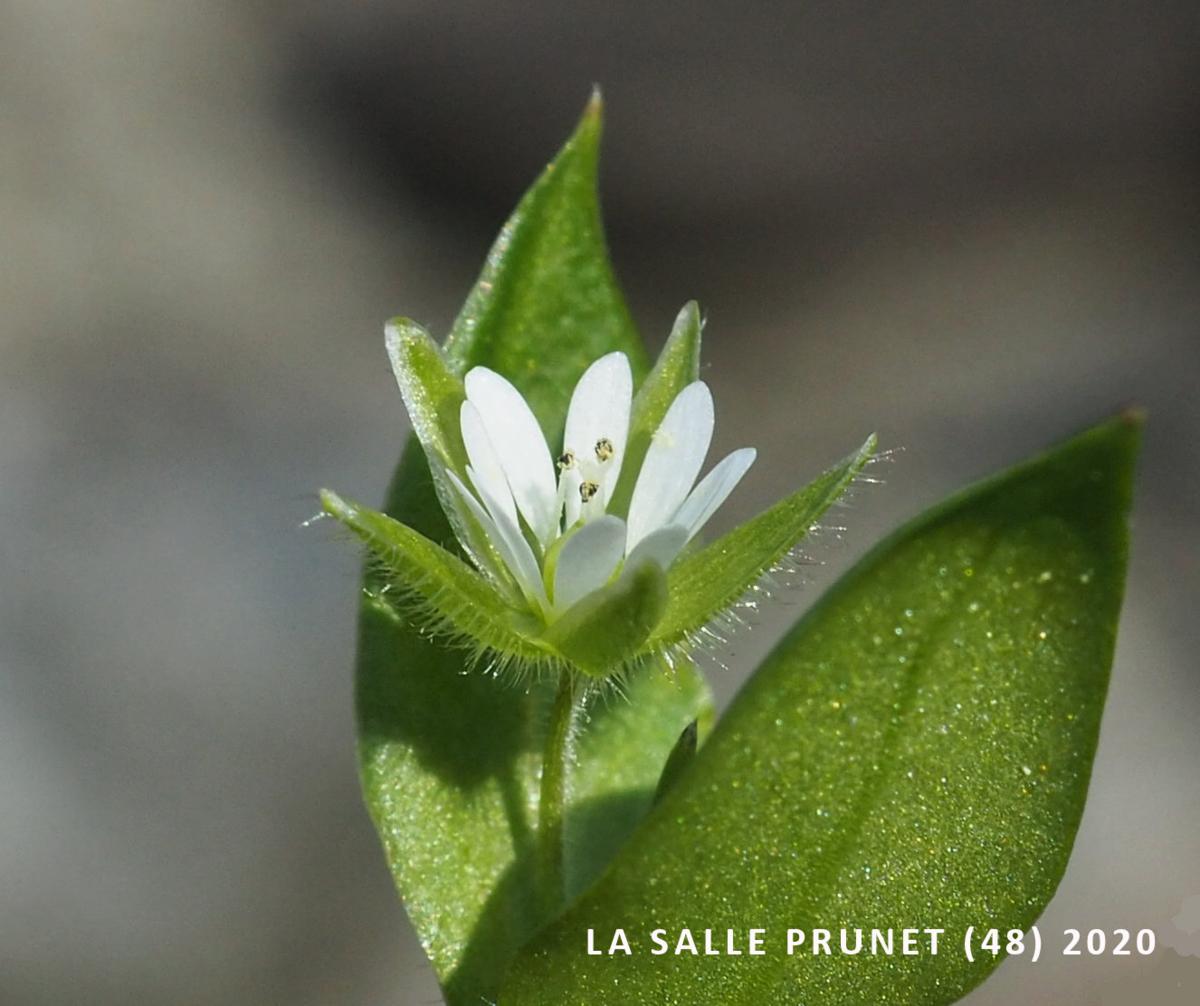 Chickweed, Wayside flower